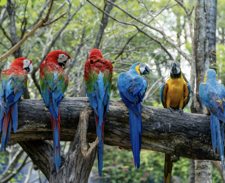 Use What Talents You Possess